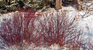 Red twigged dogwoods in winter