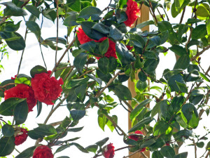 The large camellia creates shade for small plants