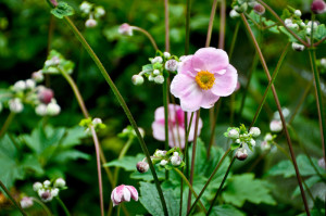 D90-3626 Anemone tomentosa 'Robustissima'