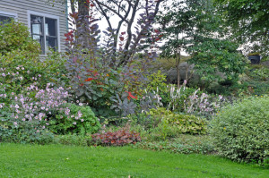 D90-4124 Anemone tomentosa with Cotinus 'Grace'