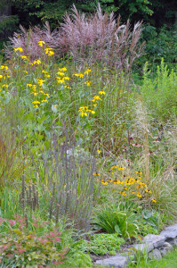 D90-4178 Rudbeckia 'herbstronne' with Miscanthus 'Malepartus' and Rudbeckia 'Goldstrum'