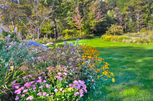 D90-4409_10 September flowers in my Vermont garden