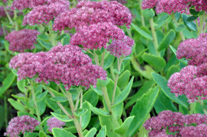 D90-4737 Sedum 'Autumn Joy'