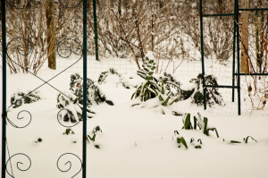 D40-3033 Even though we had several inches of snow the temperature was mild.