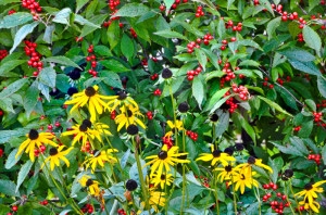 D90-5406 Ilex verticillata
